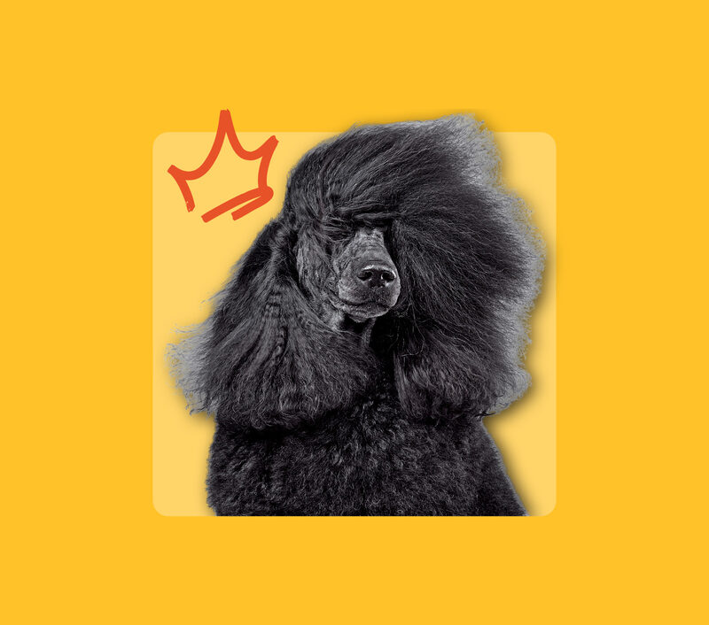 Bexley Paw Parlour - Case Study